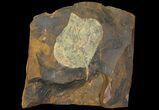 Paleocene Fossil Leaf (Cocculus) - North Dakota #95520-1